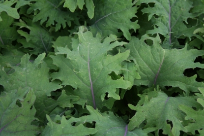 Picture of Kale Red Russian